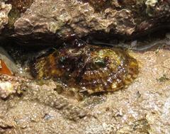 Fissurella natalensis