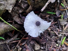 Lepiota felina