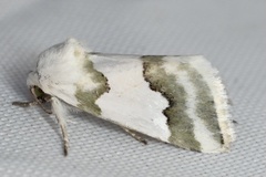 Schinia hulstia