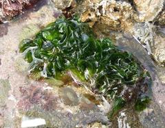 Ulva rigida