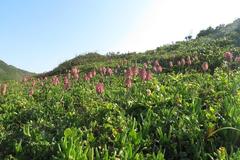 Veltheimia bracteata
