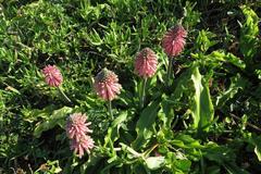 Veltheimia bracteata