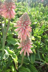 Veltheimia bracteata