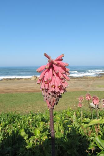 Veltheimia bracteata