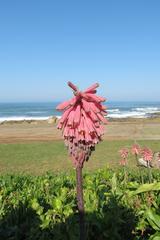 Veltheimia bracteata