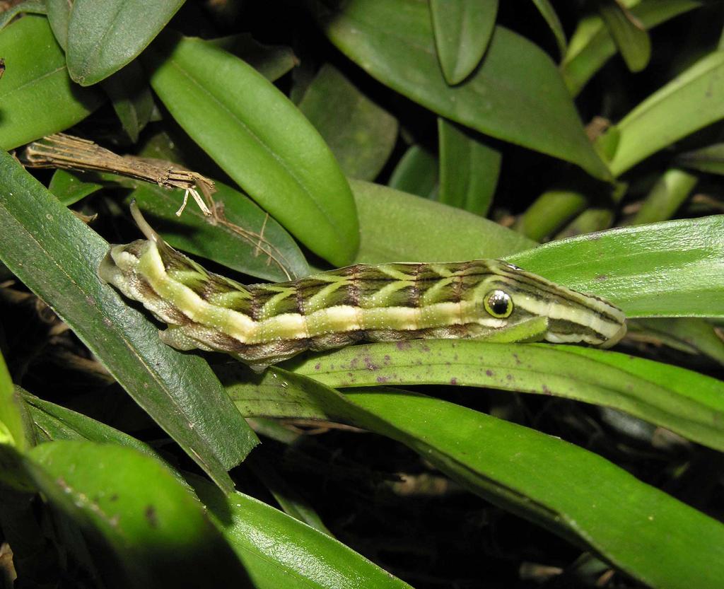 Theretra orpheus