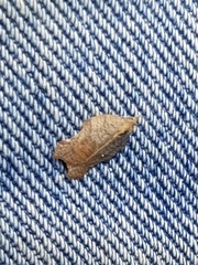 Acleris emargana
