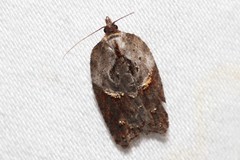 Acleris inana