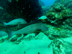 Umbrina ronchus