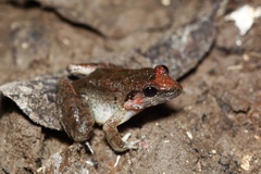 Limnonectes paramacrodon