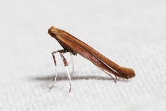 Caloptilia invariabilis