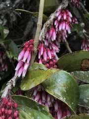 Thibaudia floribunda