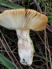 Russula sororia