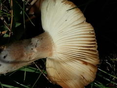 Russula sororia