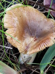 Russula sororia