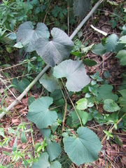 Vitis amurensis