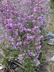 Erica mauritanica