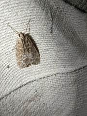 Scoparia ambigualis