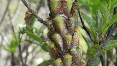 Metcalfiella