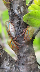Metcalfiella