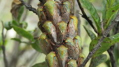 Metcalfiella