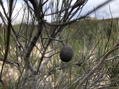 Grevillea pterosperma