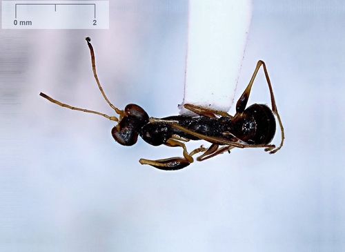 Dicondylus observed 2013-06-23