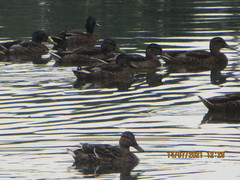 Anas platyrhynchos