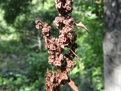 Rumex crispus crispus