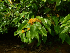 Mouriri acutiflora