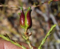 Diosma meyeriana