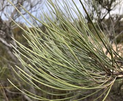 Grevillea pterosperma