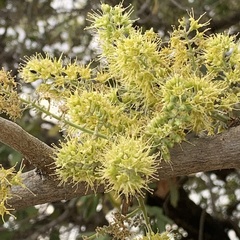 Combretum collinum