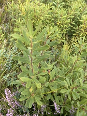 Myrica