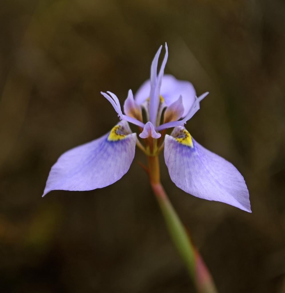 Algoa Clockflower