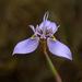 Moraea algoensis - Photo (c) Adriaan Grobler, algunos derechos reservados (CC BY-NC), uploaded by Adriaan Grobler