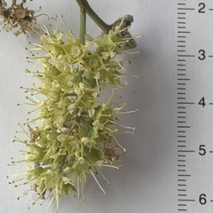 Combretum collinum
