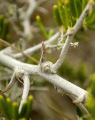 Asparagus crassicladus
