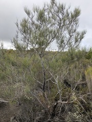 Grevillea pterosperma