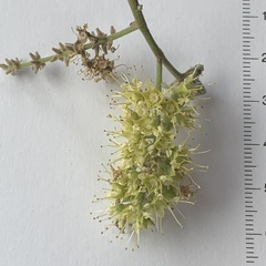 Combretum collinum