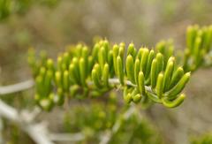 Asparagus crassicladus