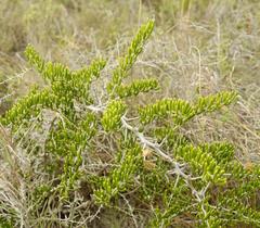 Asparagus crassicladus