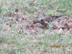 Turdus pilaris