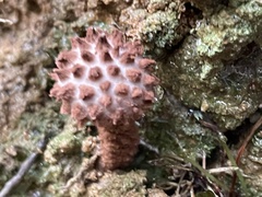 Strobilomyces polypyramis