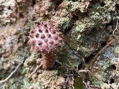 Strobilomyces polypyramis