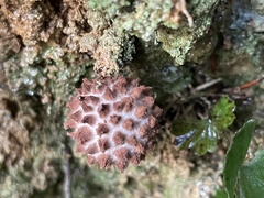Strobilomyces polypyramis