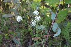 Pimelea ligustrina