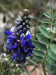 Dalea coerulea