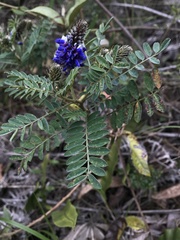 Dalea coerulea