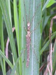 Trachythorax maculicollis